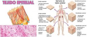 Tejido Epitelial Qué Es Funciones Características Tipos y