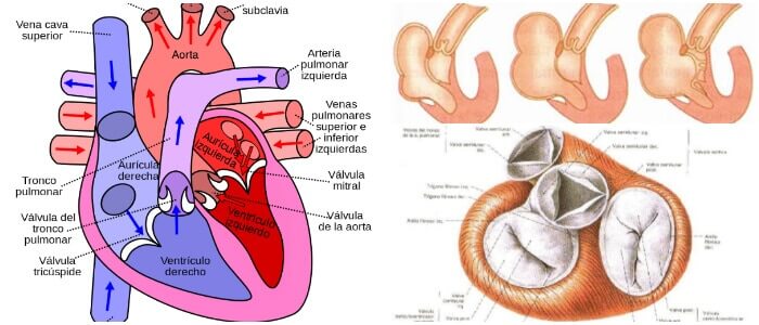 Anomal A De Ebstein Definici N Condiciones Relacionadas Causas