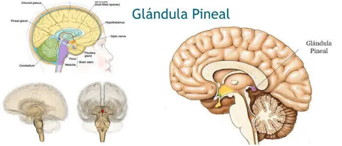 Glándula Pineal Ubicación Funciones Ritmos Circadianos Disfunción y