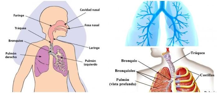 Órganos del Sistema Respiratorio Todos Los Órganos Involucrados En La