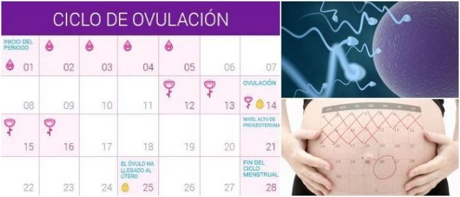 Qué Es El Calendario De La Ovulación Y Como Funciona Ésta Útil Herramienta Arriba Salud 1178