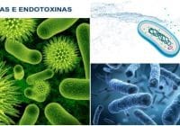 comparacion entre endotoxinas y exotoxinas