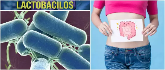 que son los lactobacilos