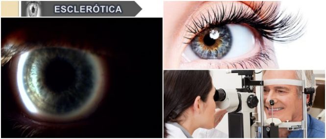 función de la cornea