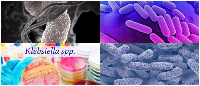 síntomas y contagio de la bacteria klebsiella spp