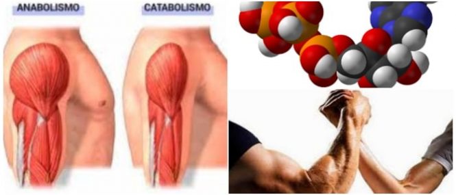 catabolismo