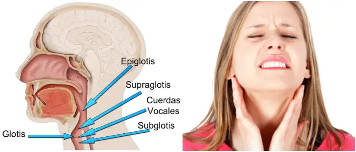 tamaño de la glotis