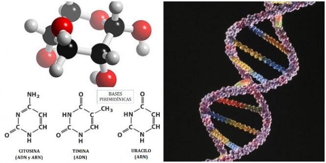 Significado y función de los nucleotidos en nuestro cuerpo