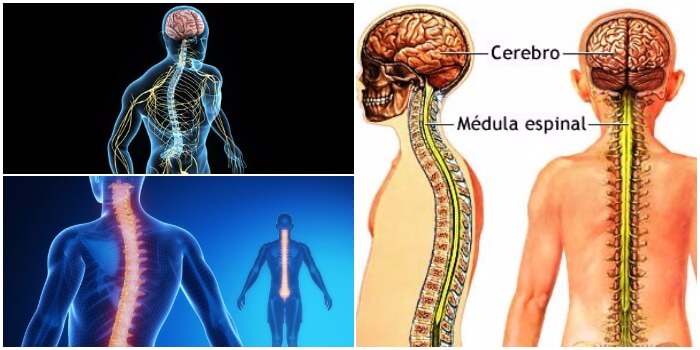 síndromes medulares