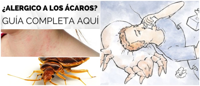 alergia a los acaros colchon