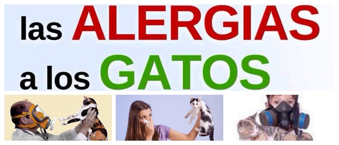 alergia a los gatos de repente