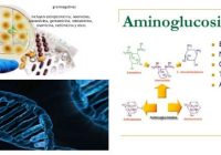 aminoglucosidos antibioticos