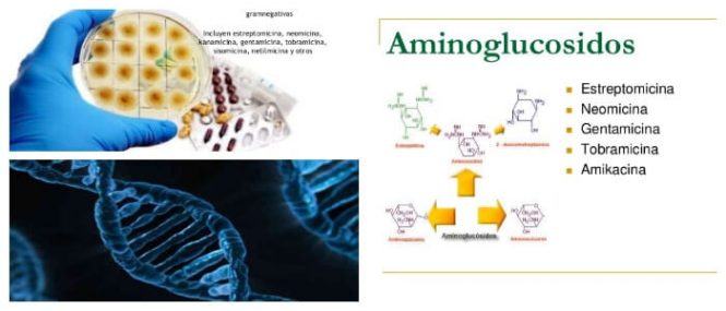 aminoglucosidos antibioticos