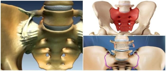 caracteristicas de la articulacion sacroiliaca