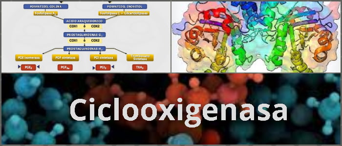 ciclooxigenasa definición