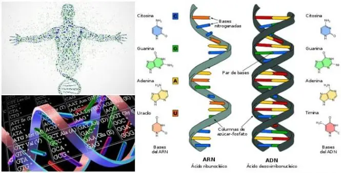 Definición de código genético en el ADN