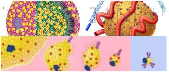 Definición y función de las lipoproteinas