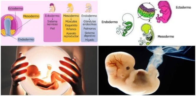 características y concepto de ectodermo