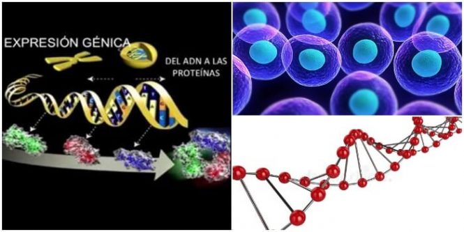artículo sobre expresión génica