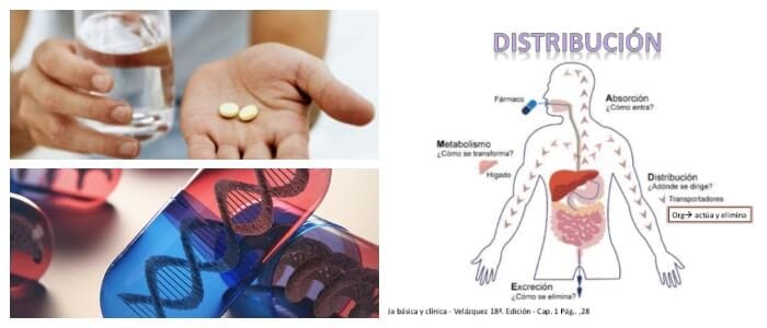 farmacocinetica absorcion