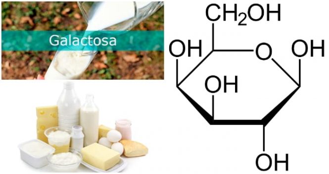 Bioquímica y alimentos que contienen galactosa