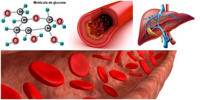 definición y bioquímica de la glucogenesis