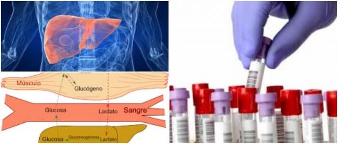 importancia de la glucogenolisis