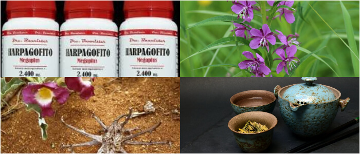harpagofito botanical