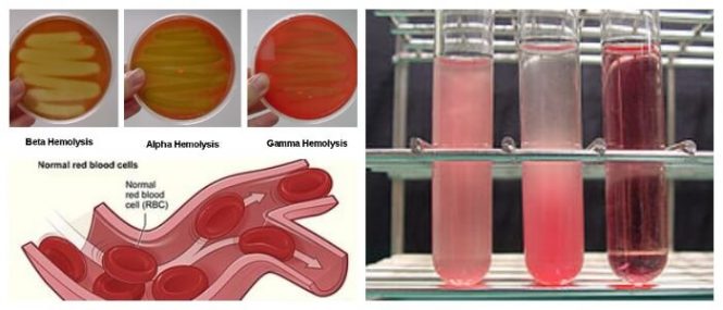 hemolisis biologia