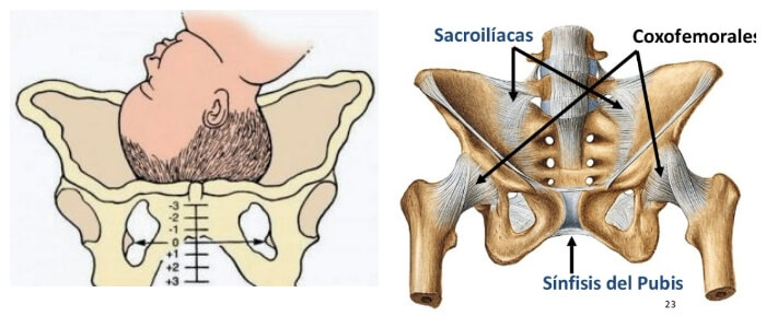 sinfisis definicion