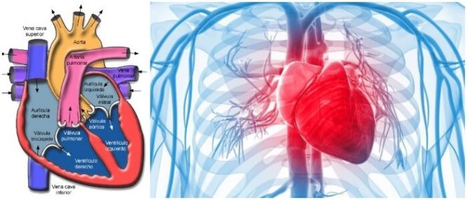 Representación Título Bandido Anatomia Y Fisiologia Del Corazon Humano Mecánica Genio Pedicab 8321