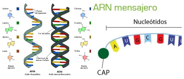 arn mensajero a proteina