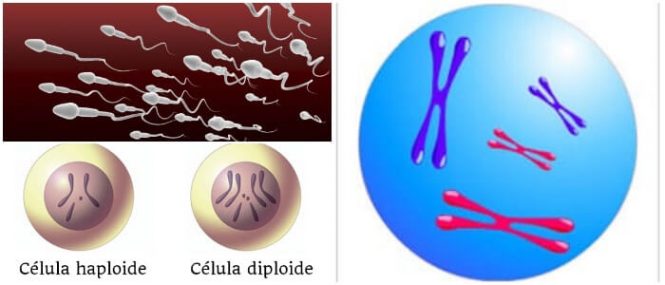 diploide definición