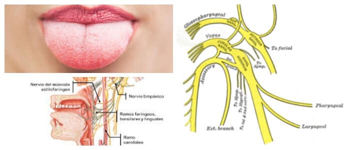 Nervio Glosofaringeo ¿Qué Es? Curso Anatómico, Funciones Sensoriales y