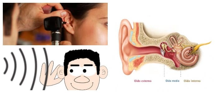 anatomía del nervio vestibulococlear