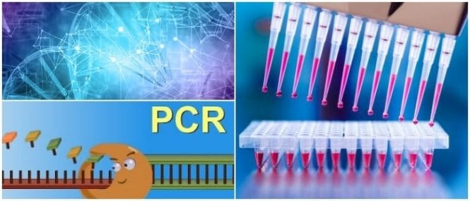 Reacción En Cadena De La Polimerasa ¿qué Es ¿cómo Funciona Y Etapas