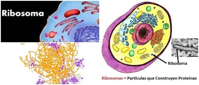 ribosomas definicion