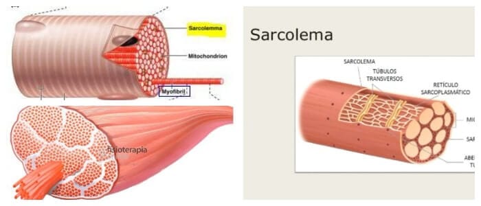 composición del sarcolema
