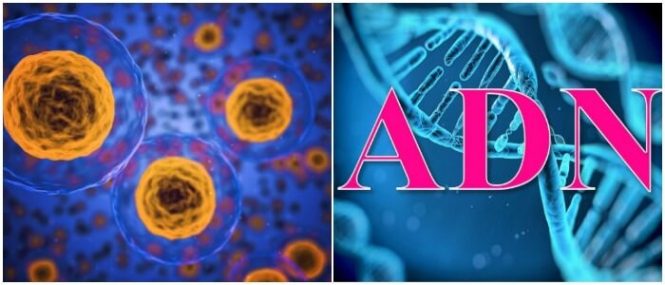 transcripcion del adn avanzada