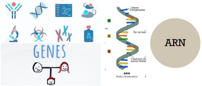 transcripcion arn a proteina