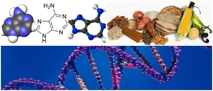 la adenina y el adn