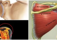 anatomía de la articulación del hombro