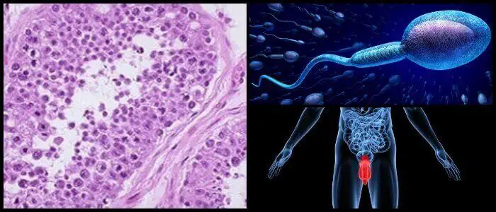 las células de sertoli nutren a los espermatozoides