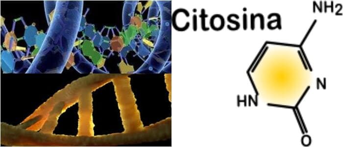 la citosina en la biologia