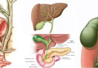 anatomia del conducto coledoco