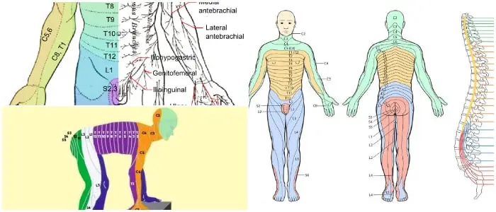 dermatomas cervicales pdf