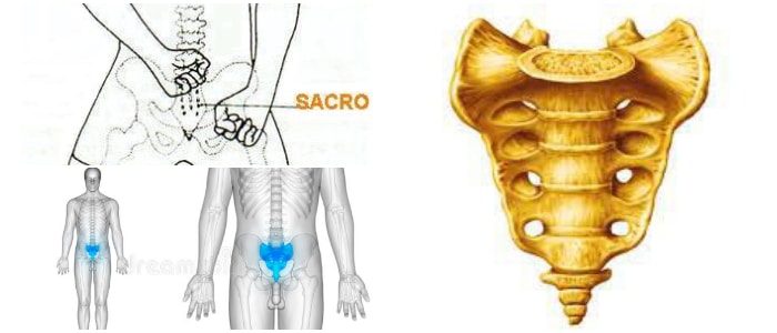 partes del hueso sacro