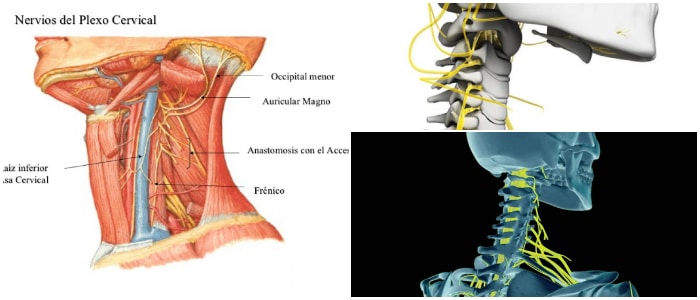 plexo cervical profundo