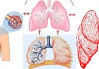 respiración pulmonar branquial traqueal cutánea