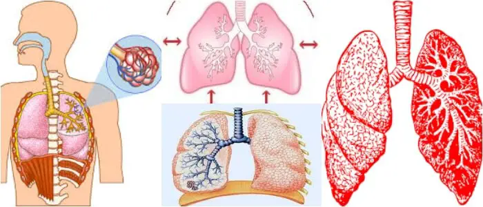 respiración pulmonar branquial traqueal cutánea